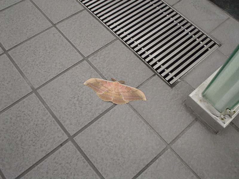 戻ってきました