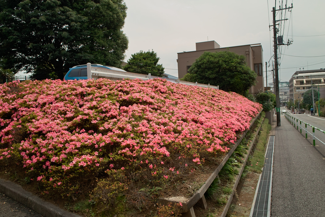 DP1sを買いました