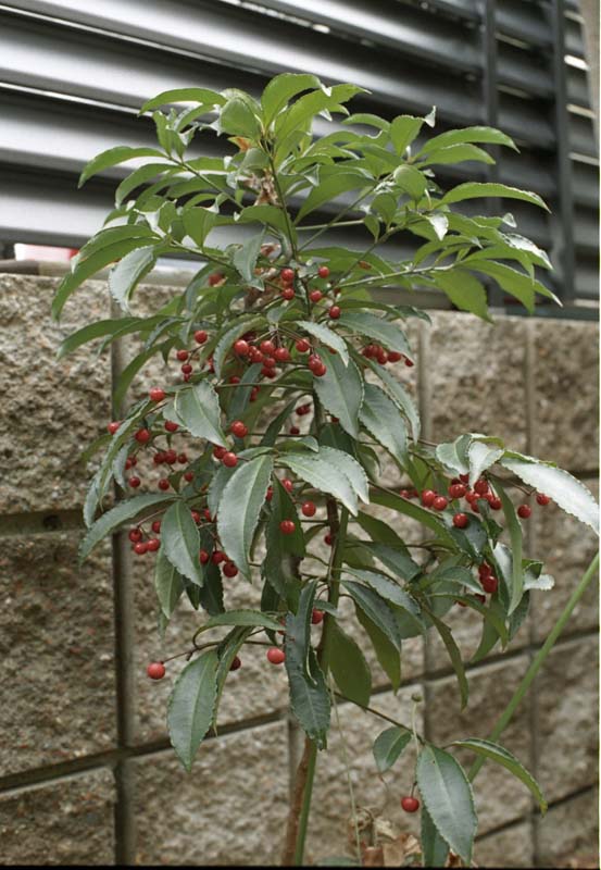 ファイル 83-5.jpg